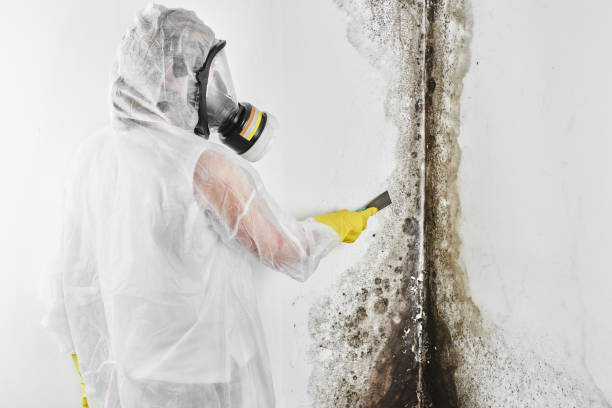 Best Mold Removal Near Me  in Eustace, TX