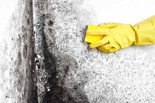 Best Commercial Mold Removal  in Eustace, TX