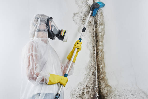 Best Professional Mold Removal  in Eustace, TX