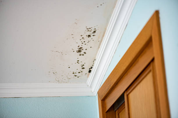 Best Mold Remediation  in Eustace, TX