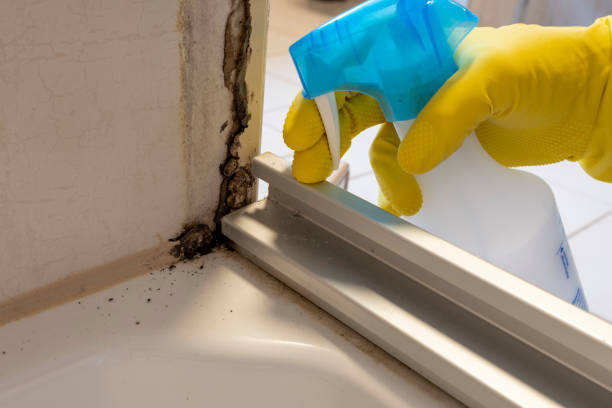 Best Mold Removal Company Near Me  in Eustace, TX