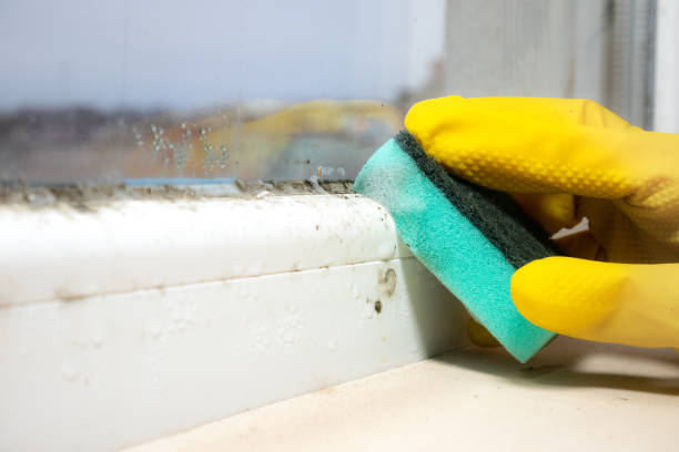 Best Home Mold Removal  in Eustace, TX