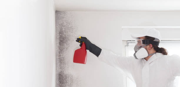 Best Residential Mold Removal  in Eustace, TX