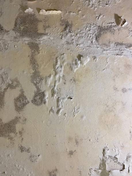 Best Mold Cleaning Services  in Eustace, TX
