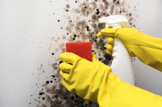 Best Commercial Mold Removal  in Eustace, TX