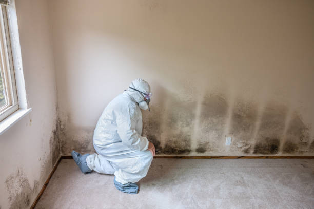 Best Fast Mold Removal  in Eustace, TX