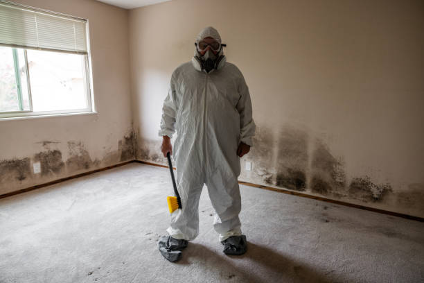 Reliable Eustace, TX Mold Removal Solutions