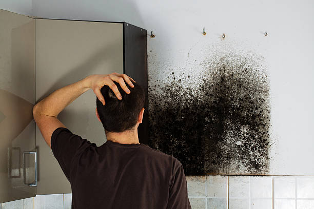 Best Fast Mold Removal  in Eustace, TX